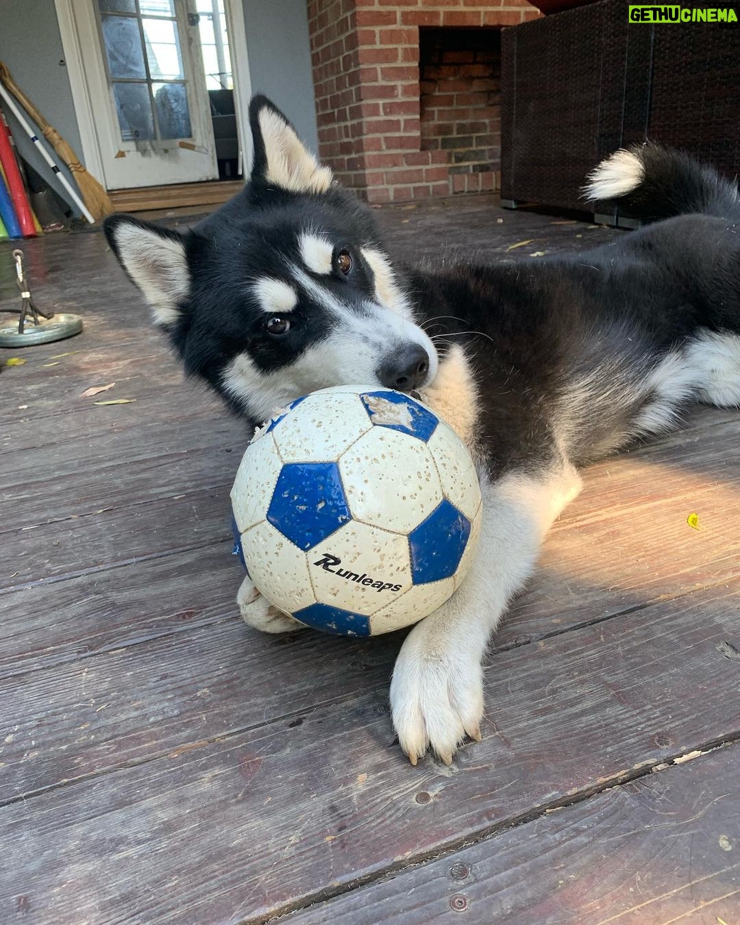 Daniel Gillies Instagram - goof. ball. ❤️