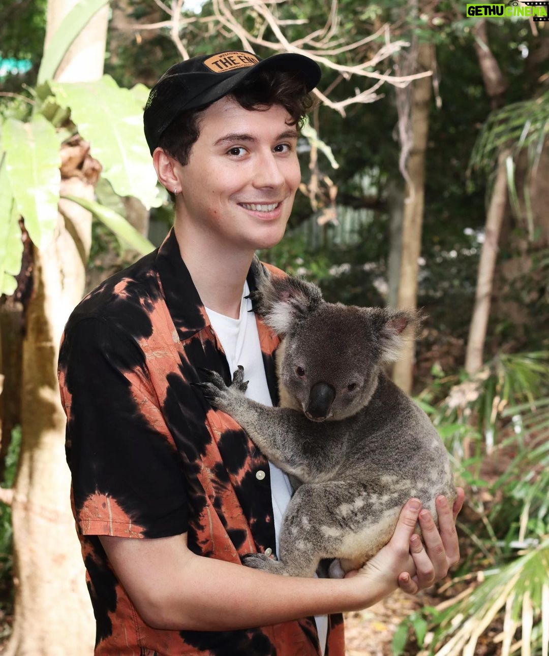 Daniel Howell Instagram - getting chlamydia never felt so fluffy koala chlamydia is no joke it is a common misconception that humans can contract the disease but among koala populations it is a serious and devastating condition that can cause blindness infertility and death which is why the hard work of scientists and conservationists to promote koala breeding programs and work on a vaccine for koala chlamydia and rapid testing is so essential as well as stopping environmental destruction and doing what we can to combat the climate crises threatening the natural habitat of these species Lone Pine Koala Sanctuary