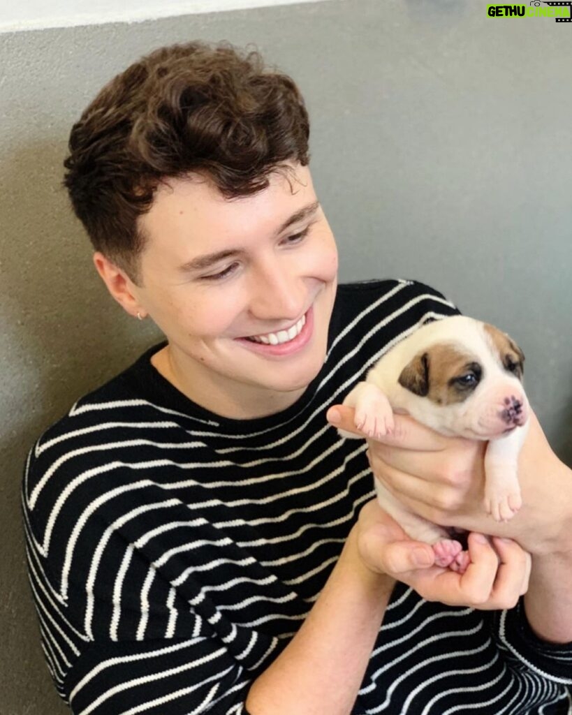 Daniel Howell Instagram - there is a two week old puppy falling asleep in my hands and i will do anything to protec him thank you @makeawishuk and @battersea for giving us and @rachael__pie this dream day Battersea Dog and Cats Home