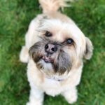 Daniel Howell Instagram - here is colin the family tibetan terrier who is too pure and good for this world and much better than a photo of me