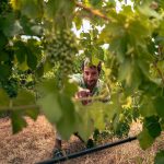 Daniel Ricciardo Instagram - Been workin’ on some fiiiine fine wines. Jump on the waitlist @dr3wines to be the first to know.