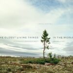 Daniel Sharman Instagram – For earth day. My dear friend @_sussman_ who’s exhibition at MASS MoCA opening May 28th. Her exhibition of the oldest living things was amazing . X