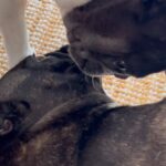 Daniel Wu Instagram - My dogs love each other. #frenchies