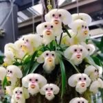 Daniel Wu Instagram - These are orchids. The Monkey King must have gotten his hands on them! @ambornchinese streaming now on @disneyplus