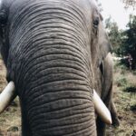 Danielle Campbell Instagram - You magnificent creature. I can hardly put words to the impact you have already had on my life. If ANYONE is ever in Thailand, you must see them. Visit one of the elephant sanctuaries where they deeply care for these incredible beauties rather than partaking in the tourist traps that encourage riding them. We are in control of their protection and future. #dontrideelephants 🐘