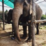Danielle Campbell Instagram - 🐘🐘🐘 magic.