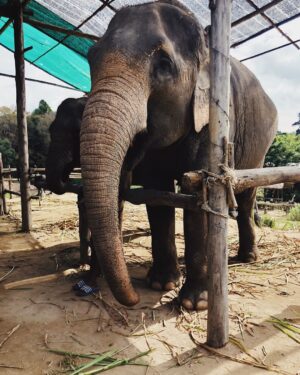 Danielle Campbell Instagram - 🐘🐘🐘 magic.