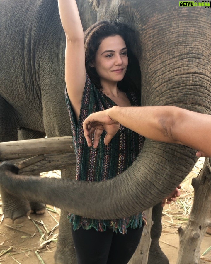 Danielle Campbell Instagram - 🐘🐘🐘 magic.