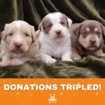 Danny Trejo Instagram - Pets bring us joy and happiness all year round, so this Holiday season let’s give back to our best friends! Now until the end of the year @bestfriendsanimalsociety will triple-match your gift! Together we can #SaveThemAll. Donate here: *Link in Bio*