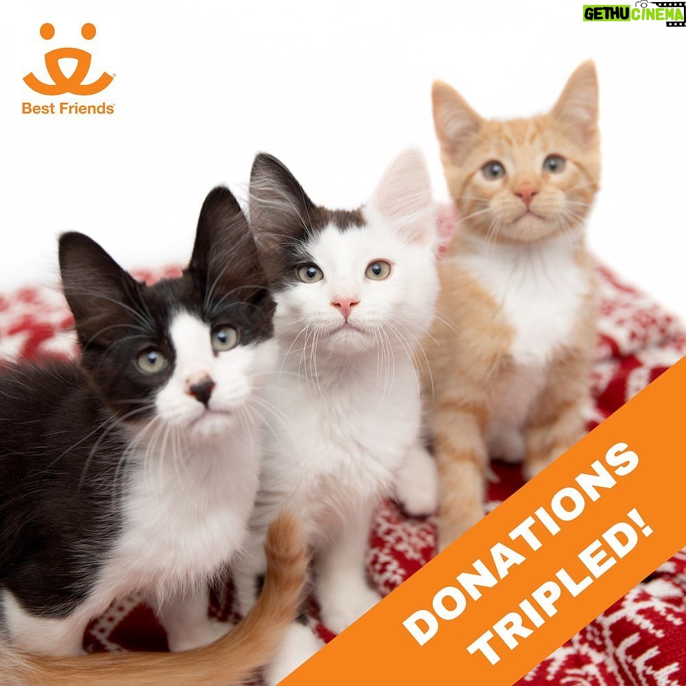 Danny Trejo Instagram - Pets bring us joy and happiness all year round, so this Holiday season let’s give back to our best friends! Now until the end of the year @bestfriendsanimalsociety will triple-match your gift! Together we can #SaveThemAll. Donate here: *Link in Bio*