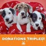Danny Trejo Instagram - Pets bring us joy and happiness all year round, so this Holiday season let’s give back to our best friends! Now until the end of the year @bestfriendsanimalsociety will triple-match your gift! Together we can #SaveThemAll. Donate here: *Link in Bio*