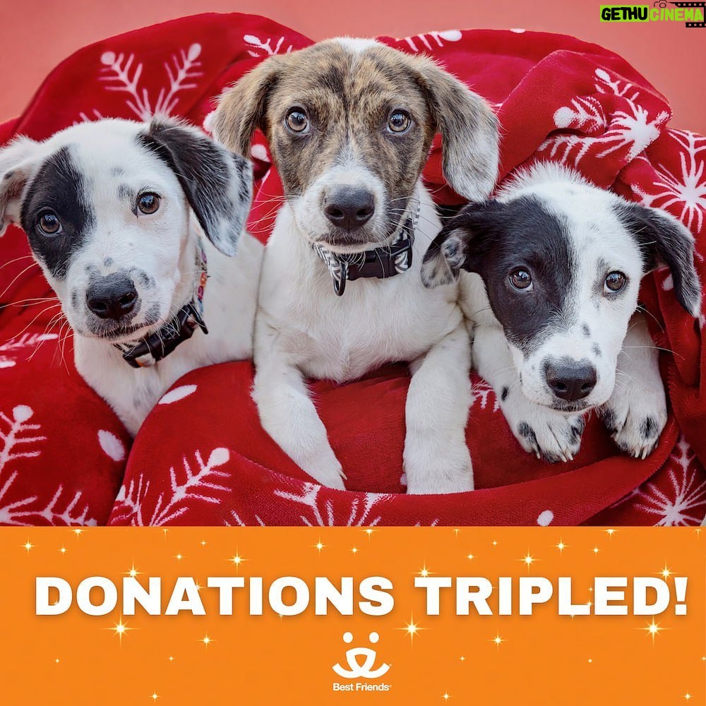 Danny Trejo Instagram - Pets bring us joy and happiness all year round, so this Holiday season let’s give back to our best friends! Now until the end of the year @bestfriendsanimalsociety will triple-match your gift! Together we can #SaveThemAll. Donate here: *Link in Bio*
