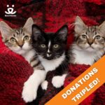 Danny Trejo Instagram - Pets bring us joy and happiness all year round, so this Holiday season let’s give back to our best friends! Now until the end of the year @bestfriendsanimalsociety will triple-match your gift! Together we can #SaveThemAll. Donate here: *Link in Bio*