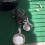 Danny Trejo Instagram – When my dog John Wesley wants to eat, he’ll let you know it by looking sad and barking loud 🐶
#dogs #bestfriends #machete