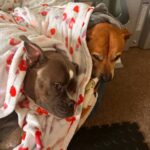 Danny Trejo Instagram – These are my vicious dogs, don’t get near them they might snore on you or ask you to rub their stomach!
#dogs #machete