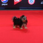 Dareen Haddad Instagram - My teacup 😂😘 #missingmygirl #teacupyorkie #redcapet #yorkielifestyle #uae #gouna #cairo #tunisia