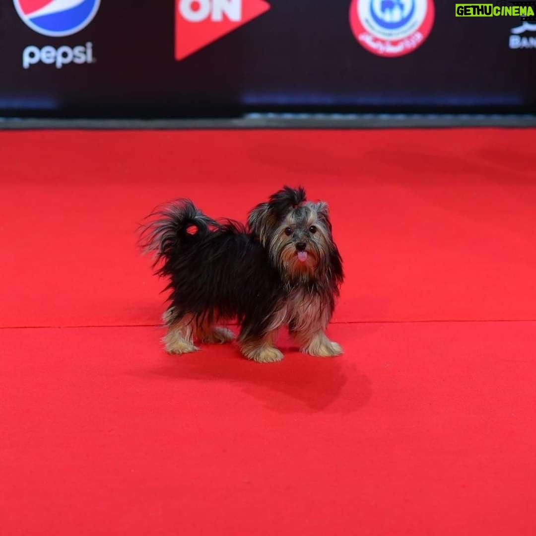 Dareen Haddad Instagram - My teacup 😂😘 #missingmygirl #teacupyorkie #redcapet #yorkielifestyle #uae #gouna #cairo #tunisia