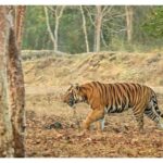 Darshan Thoogudeepa Instagram - Save the Tiger because it represents beauty, bravery, strength, and nationalism. Protect the National Pride. #WorldTigerDay