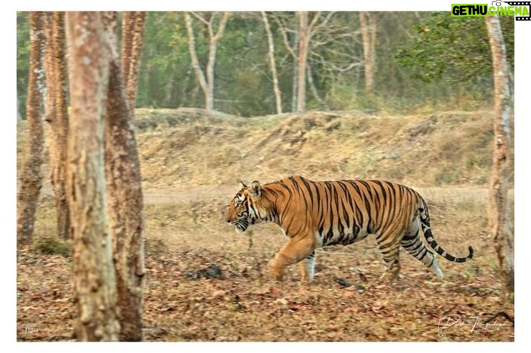 Darshan Thoogudeepa Instagram - Save the Tiger because it represents beauty, bravery, strength, and nationalism. Protect the National Pride. #WorldTigerDay