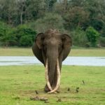 Darshan Thoogudeepa Instagram - Mr Kabini Rip Bhogeshwara The Best elephant I have seen in my life