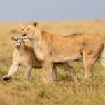 Darshan Thoogudeepa Instagram - Want to shoot animals?…use cameras! Wildlife: Save it to cherish or leave it to perish Nature is a treasure save it for pleasure think good to wildlife, be good to wildlife and do good to wildlife #WorldWildlifeDay