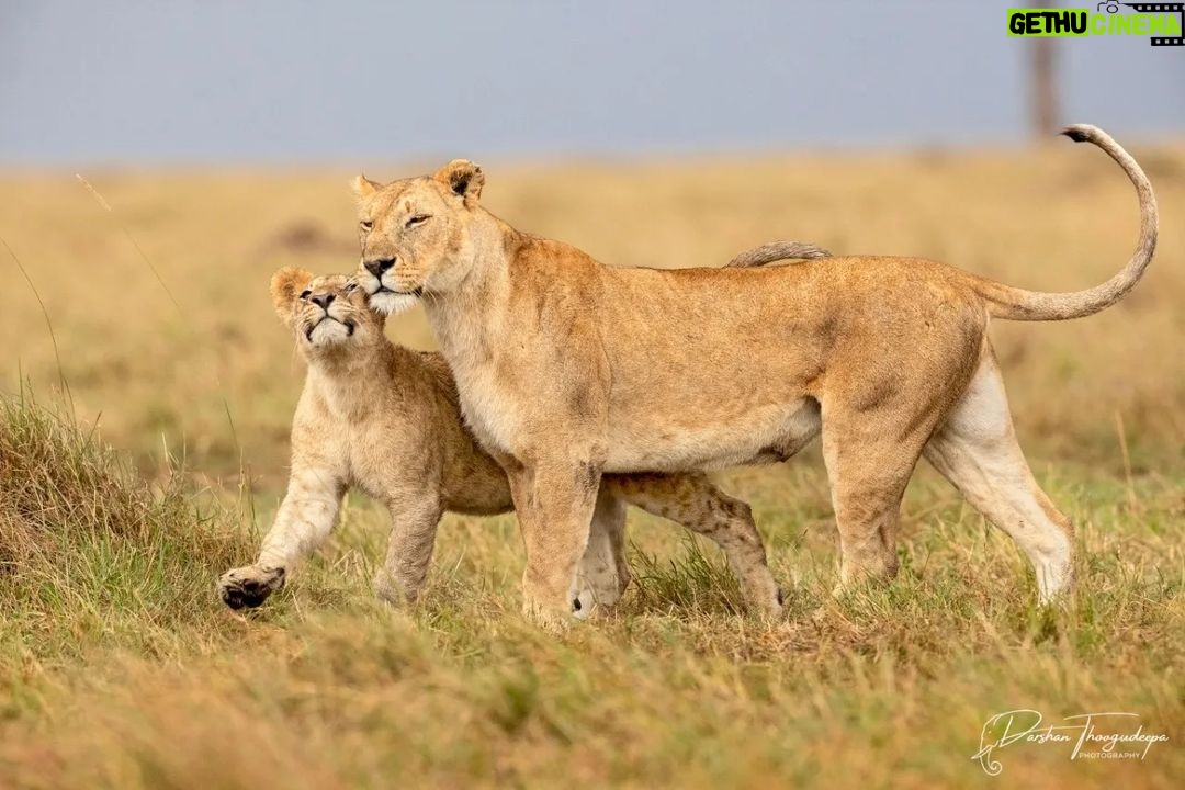 Darshan Thoogudeepa Instagram - Want to shoot animals?…use cameras! Wildlife: Save it to cherish or leave it to perish Nature is a treasure save it for pleasure think good to wildlife, be good to wildlife and do good to wildlife #WorldWildlifeDay