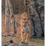 Darshan Thoogudeepa Instagram - Save the Tiger because it represents beauty, bravery, strength, and nationalism. Protect the National Pride. #WorldTigerDay