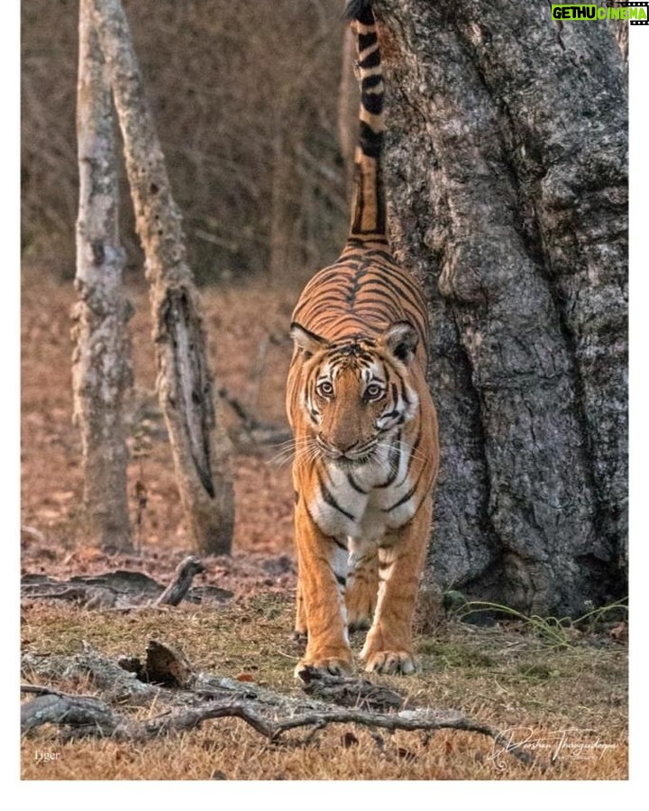 Darshan Thoogudeepa Instagram - Save the Tiger because it represents beauty, bravery, strength, and nationalism. Protect the National Pride. #WorldTigerDay