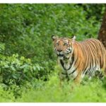 Darshan Thoogudeepa Instagram - Save the Tiger because it represents beauty, bravery, strength, and nationalism. Protect the National Pride. #WorldTigerDay