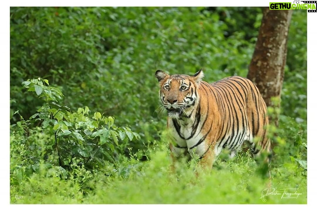 Darshan Thoogudeepa Instagram - Save the Tiger because it represents beauty, bravery, strength, and nationalism. Protect the National Pride. #WorldTigerDay
