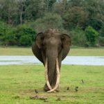 Darshan Thoogudeepa Instagram - Want to shoot animals?…use cameras! Wildlife: Save it to cherish or leave it to perish Nature is a treasure save it for pleasure think good to wildlife, be good to wildlife and do good to wildlife #WorldWildlifeDay