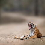 Darshan Thoogudeepa Instagram – Want to shoot animals?…use cameras! Wildlife: Save it to cherish or leave it to perish Nature is a treasure save it for pleasure think good to wildlife, be good to wildlife and do good to wildlife
#WorldWildlifeDay