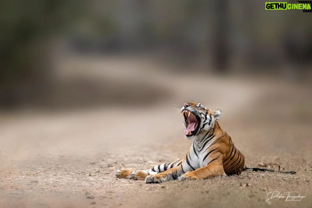 Darshan Thoogudeepa Instagram - Want to shoot animals?…use cameras! Wildlife: Save it to cherish or leave it to perish Nature is a treasure save it for pleasure think good to wildlife, be good to wildlife and do good to wildlife #WorldWildlifeDay