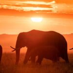 Darshan Thoogudeepa Instagram - Want to shoot animals?…use cameras! Wildlife: Save it to cherish or leave it to perish Nature is a treasure save it for pleasure think good to wildlife, be good to wildlife and do good to wildlife #WorldWildlifeDay