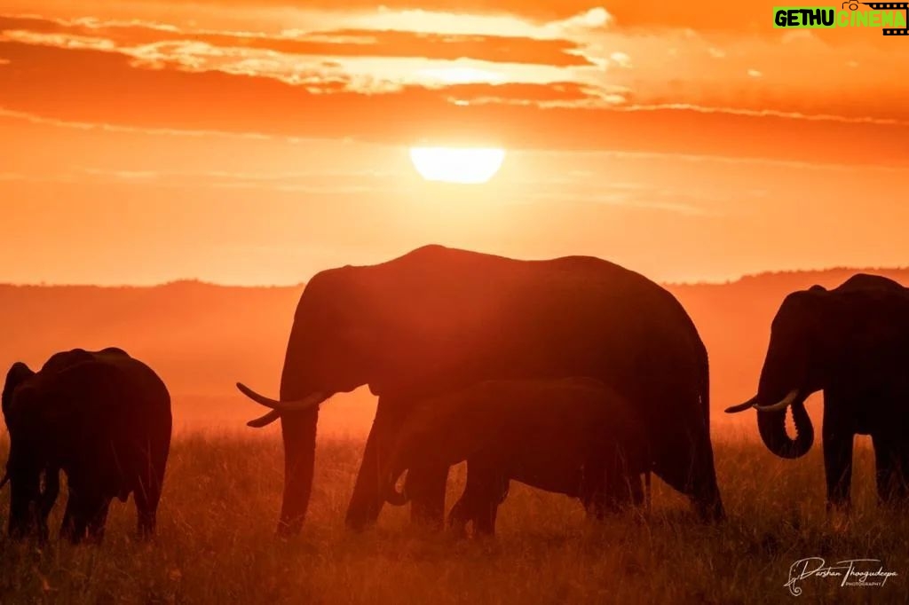 Darshan Thoogudeepa Instagram - Want to shoot animals?…use cameras! Wildlife: Save it to cherish or leave it to perish Nature is a treasure save it for pleasure think good to wildlife, be good to wildlife and do good to wildlife #WorldWildlifeDay