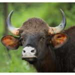 Darshan Thoogudeepa Instagram - Want to shoot animals?…use cameras! Wildlife: Save it to cherish or leave it to perish Nature is a treasure save it for pleasure think good to wildlife, be good to wildlife and do good to wildlife #WorldWildlifeDay