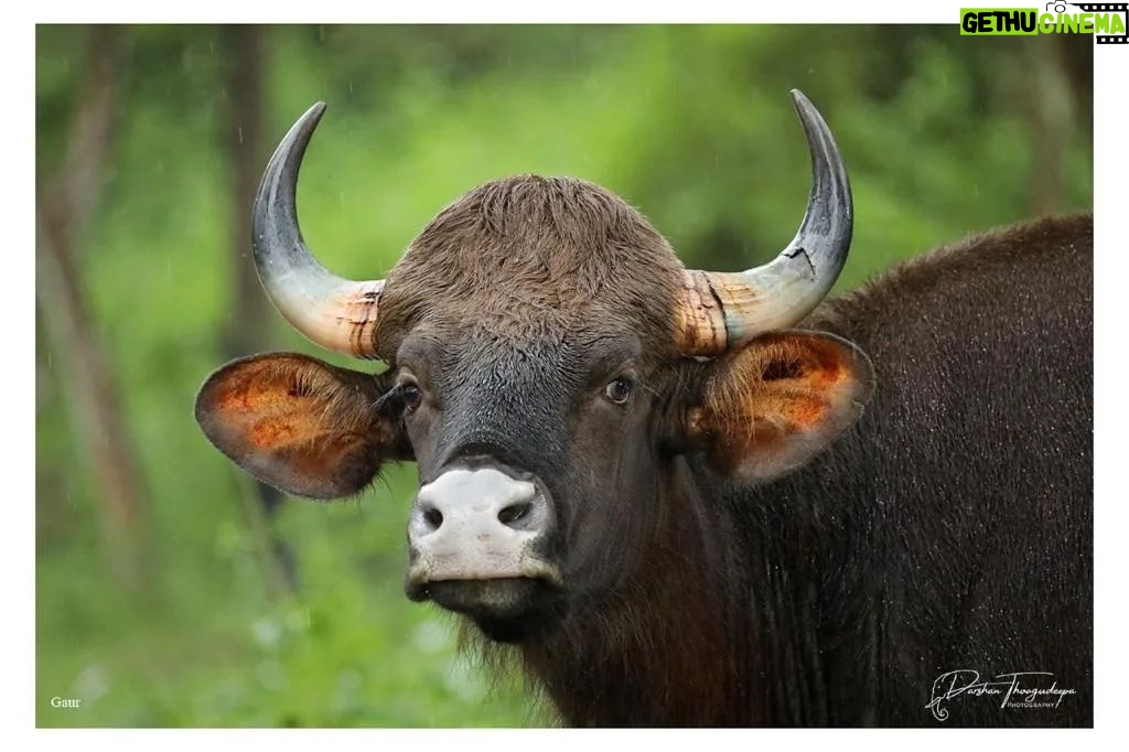 Darshan Thoogudeepa Instagram - Want to shoot animals?…use cameras! Wildlife: Save it to cherish or leave it to perish Nature is a treasure save it for pleasure think good to wildlife, be good to wildlife and do good to wildlife #WorldWildlifeDay