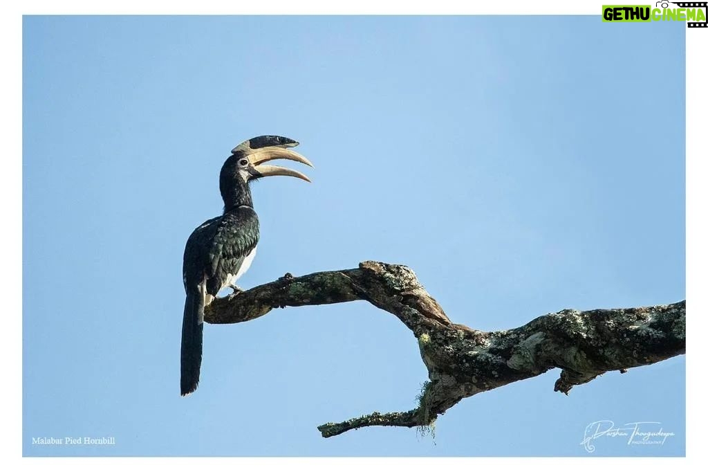 Darshan Thoogudeepa Instagram - Want to shoot animals?…use cameras! Wildlife: Save it to cherish or leave it to perish Nature is a treasure save it for pleasure think good to wildlife, be good to wildlife and do good to wildlife #WorldWildlifeDay