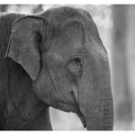 Darshan Thoogudeepa Instagram - Want to shoot animals?…use cameras! Wildlife: Save it to cherish or leave it to perish Nature is a treasure save it for pleasure think good to wildlife, be good to wildlife and do good to wildlife #WorldWildlifeDay