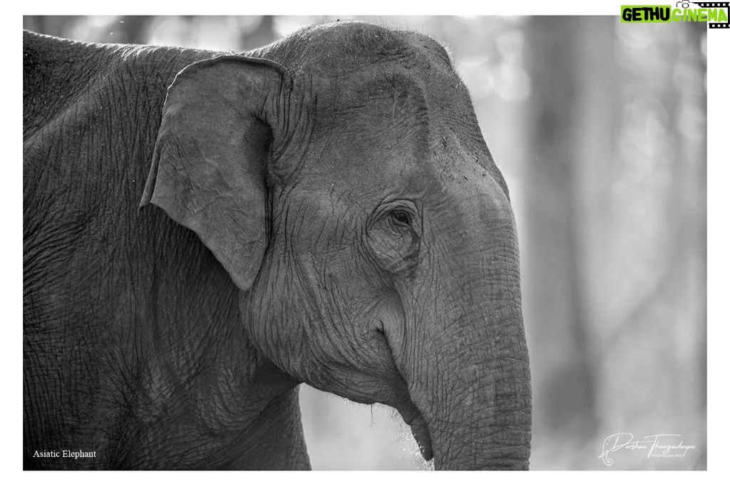 Darshan Thoogudeepa Instagram - Want to shoot animals?…use cameras! Wildlife: Save it to cherish or leave it to perish Nature is a treasure save it for pleasure think good to wildlife, be good to wildlife and do good to wildlife #WorldWildlifeDay