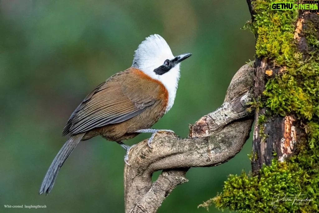 Darshan Thoogudeepa Instagram - Want to shoot animals?…use cameras! Wildlife: Save it to cherish or leave it to perish Nature is a treasure save it for pleasure think good to wildlife, be good to wildlife and do good to wildlife #WorldWildlifeDay