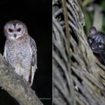 Darshan Thoogudeepa Instagram - Want to shoot animals?…use cameras! Wildlife: Save it to cherish or leave it to perish Nature is a treasure save it for pleasure think good to wildlife, be good to wildlife and do good to wildlife #WorldWildlifeDay