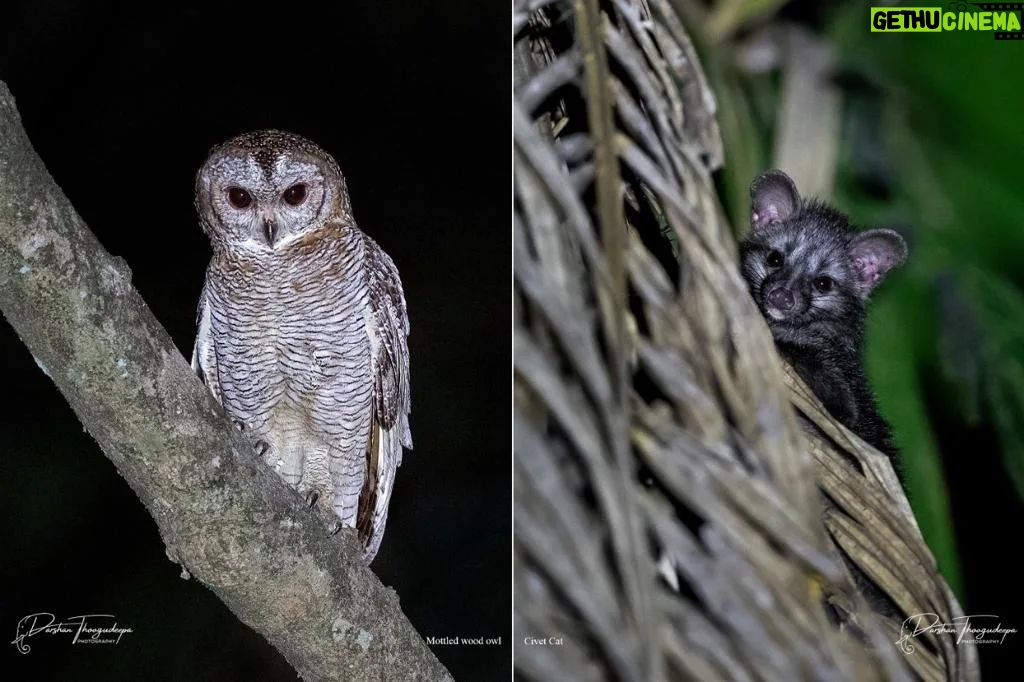 Darshan Thoogudeepa Instagram - Want to shoot animals?…use cameras! Wildlife: Save it to cherish or leave it to perish Nature is a treasure save it for pleasure think good to wildlife, be good to wildlife and do good to wildlife #WorldWildlifeDay
