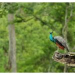 Darshan Thoogudeepa Instagram - Want to shoot animals?…use cameras! Wildlife: Save it to cherish or leave it to perish Nature is a treasure save it for pleasure think good to wildlife, be good to wildlife and do good to wildlife #WorldWildlifeDay