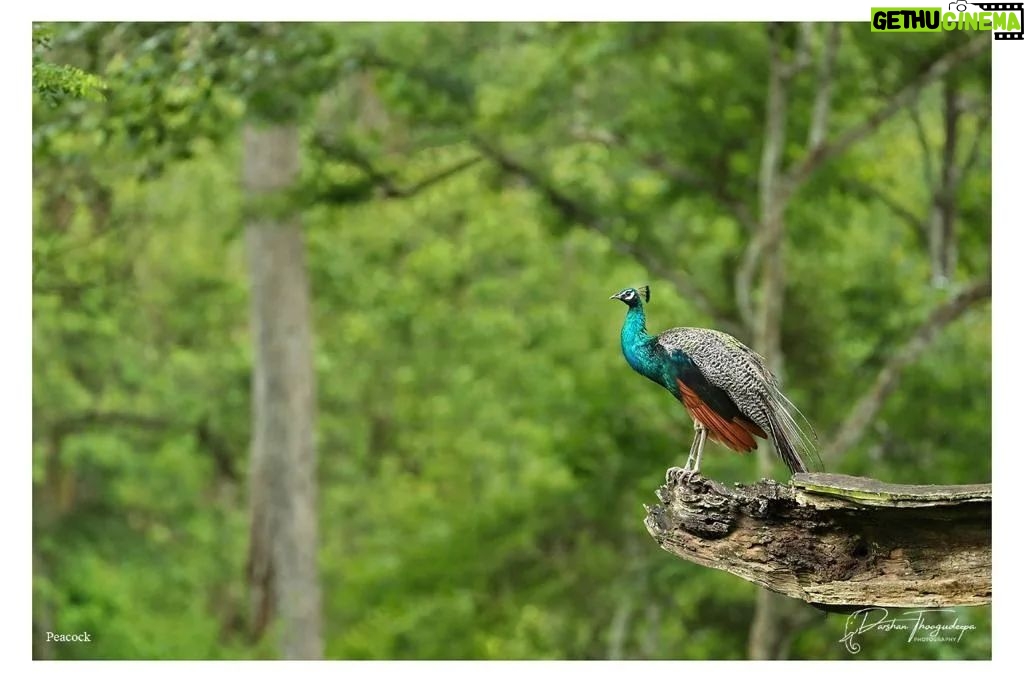 Darshan Thoogudeepa Instagram - Want to shoot animals?…use cameras! Wildlife: Save it to cherish or leave it to perish Nature is a treasure save it for pleasure think good to wildlife, be good to wildlife and do good to wildlife #WorldWildlifeDay