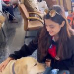 Darshana Banik Instagram - Met this cutie at the Mohali Stadium today while @bengaltigersteam and @bhojpuridabanggsccl was playing against each other @cclt20 ❣️ #reels #reelsinstagram #reelitfeelit #ccl #bengal #bhojpuri #india #cricket #sports #fun #lab Mohali Cricket Stadium