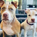 Dave Bautista Instagram - Daddy’s Home #rescuedogs #pitbulls #goodtobehome
