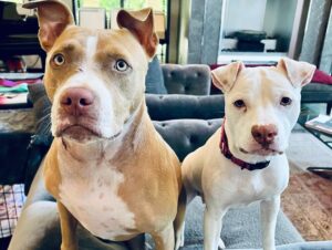 Dave Bautista Instagram - Daddy’s Home
#rescuedogs #pitbulls #goodtobehome