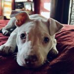Dave Bautista Instagram - Daddy’s Home #rescuedogs #pitbulls #goodtobehome