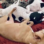 Dave Bautista Instagram - Daddy’s Home #rescuedogs #pitbulls #goodtobehome